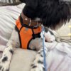 Un perro negro con un arnés naranja y una placa de identificación para mascota personalizada - Hueso - Aluminio tumbado sobre una manta, con la correa puesta.