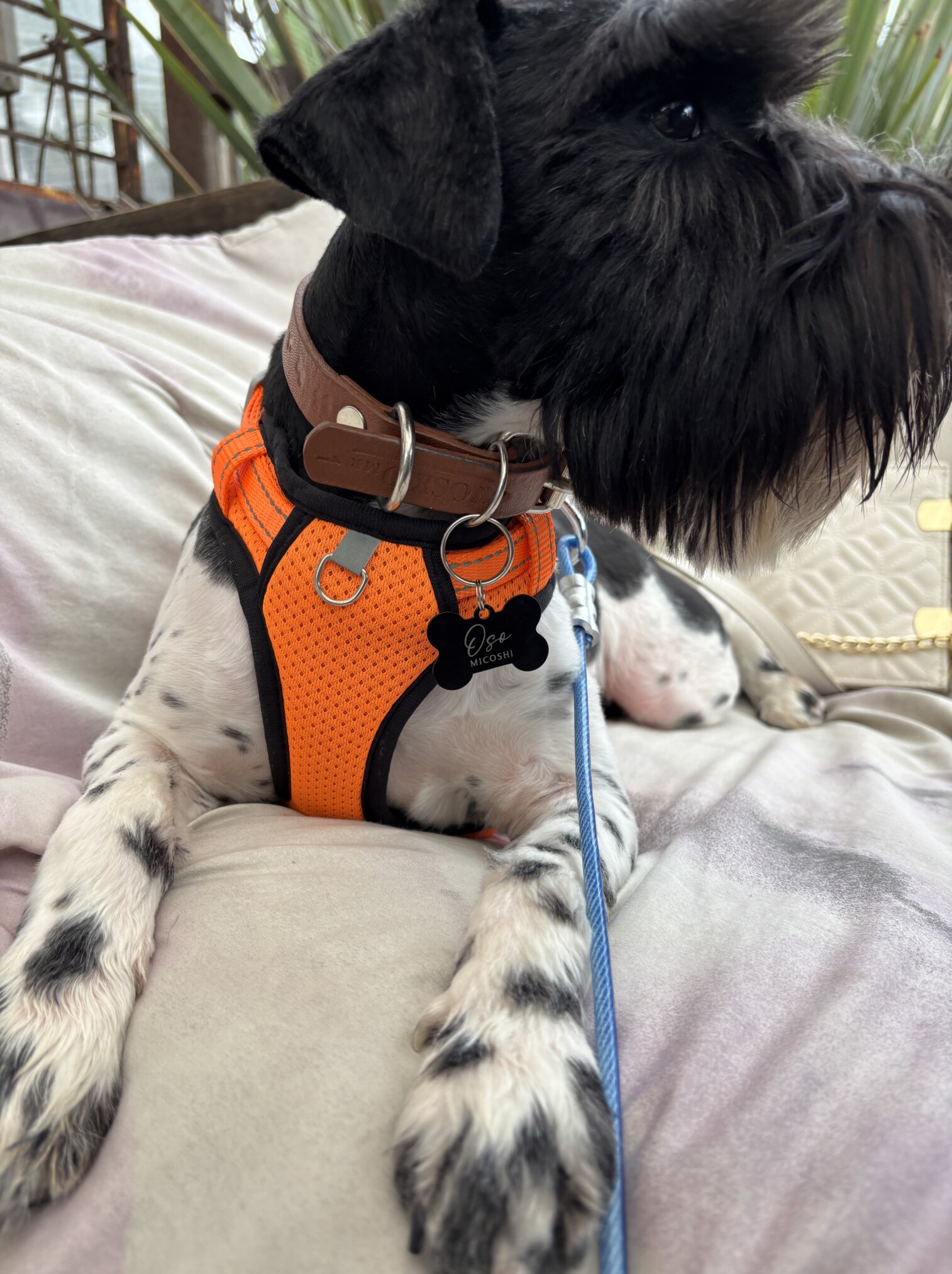Un perro negro con un arnés naranja y una placa de identificación para mascota personalizada - Hueso - Aluminio tumbado sobre una manta, con la correa puesta.