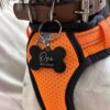 Perro pequeño con arnés naranja y collar marrón con una Placa de identificación para mascota personalizada - Hueso - Aluminio, con la etiqueta Oso Micoshi, como única placa de identificación de aluminio para mascotas.