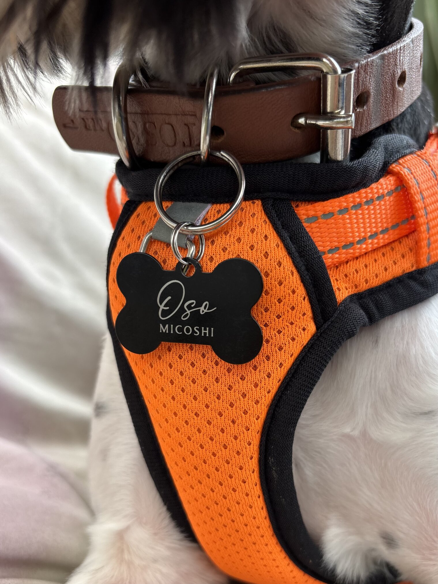 Perro pequeño con arnés naranja y collar marrón con una Placa de identificación para mascota personalizada - Hueso - Aluminio, con la etiqueta Oso Micoshi, como única placa de identificación de aluminio para mascotas.