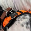 Primer plano del arnés y collar naranja de un perro con una Placa de identificación para mascota personalizada - Hueso - Aluminio negra, ideal para personalizar los accesorios de tu mascota.