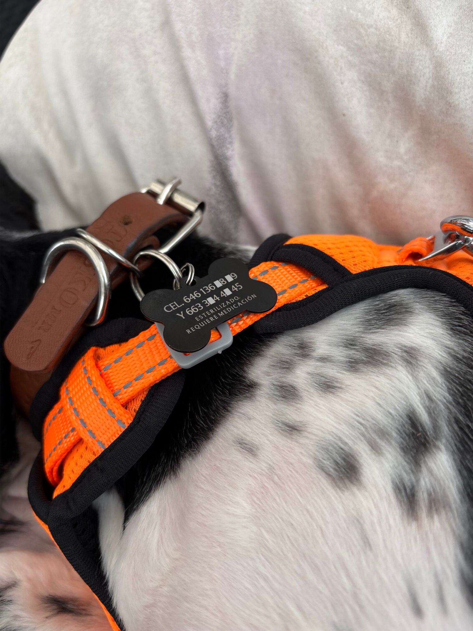 Primer plano del arnés y collar naranja de un perro con una Placa de identificación para mascota personalizada - Hueso - Aluminio negra, ideal para personalizar los accesorios de tu mascota.