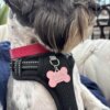 Primer plano de un perro schnauzer con collar rosa y arnés negro con una Placa de identificación para mascota personalizada - Hueso - Aluminio que dice Mila Vaquita.
