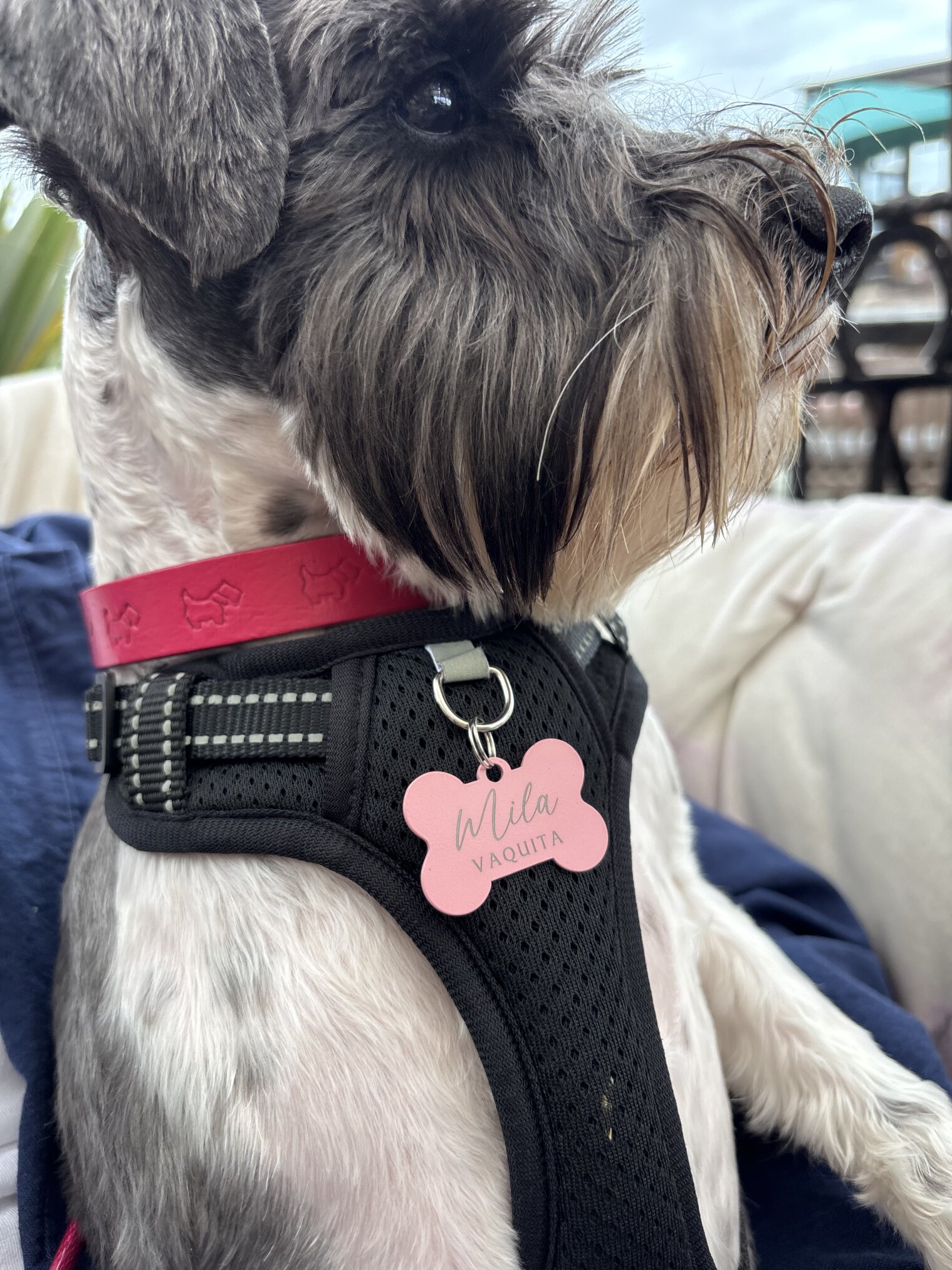 Primer plano de un perro schnauzer con collar rosa y arnés negro con una Placa de identificación para mascota personalizada - Hueso - Aluminio que dice Mila Vaquita.