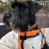 Un schnauzer blanco y negro lleva un arnés naranja, un collar marrón y una Placa de identificación para mascota personalizada - Hueso - Aluminio mientras está sentado en un cojín al aire libre.