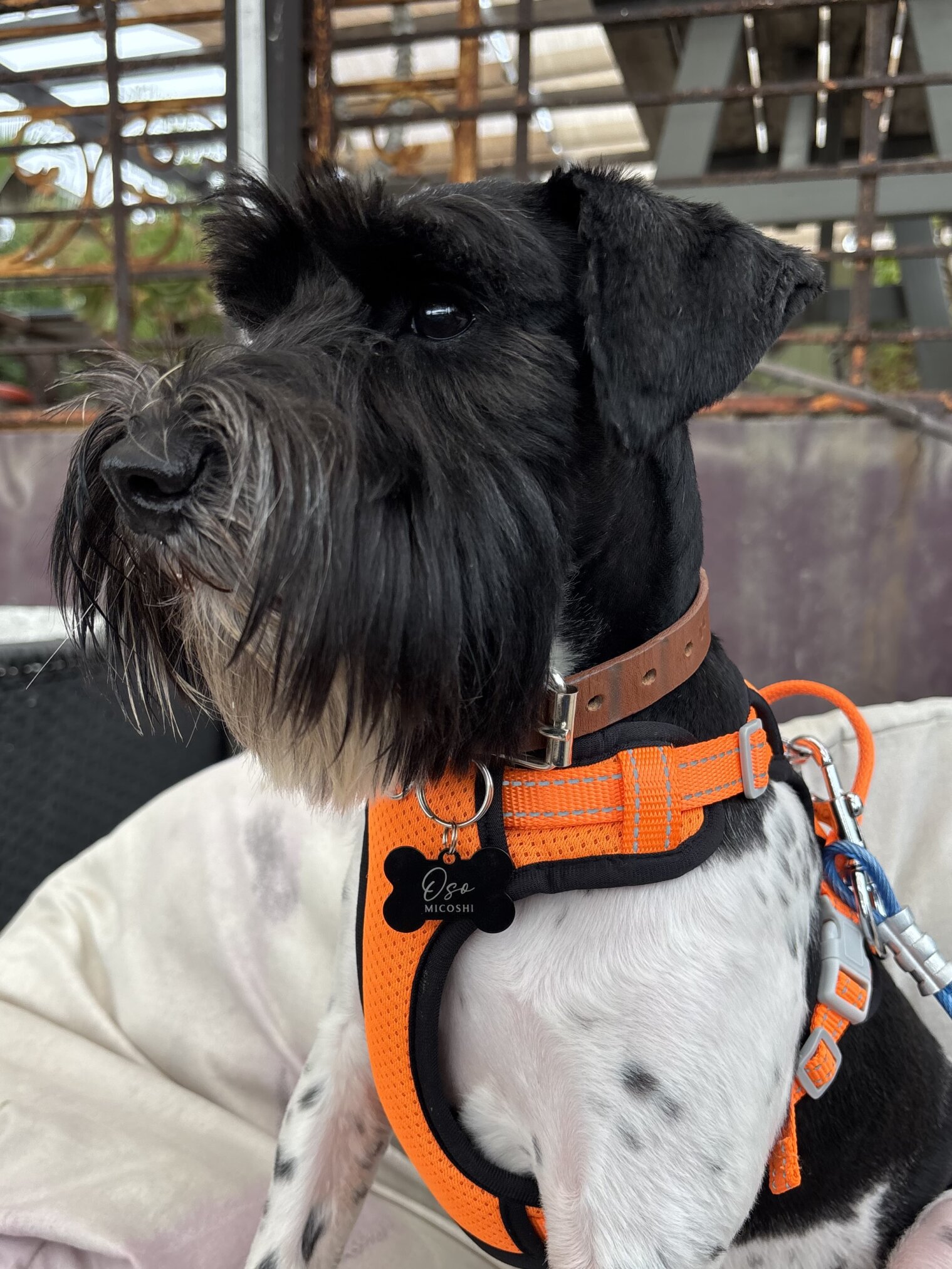 Un schnauzer blanco y negro lleva un arnés naranja, un collar marrón y una Placa de identificación para mascota personalizada - Hueso - Aluminio mientras está sentado en un cojín al aire libre.